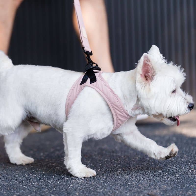 HARNAIS STEP IN POUR CHIEN - ROSE, VERT OU BLEU - Image 2