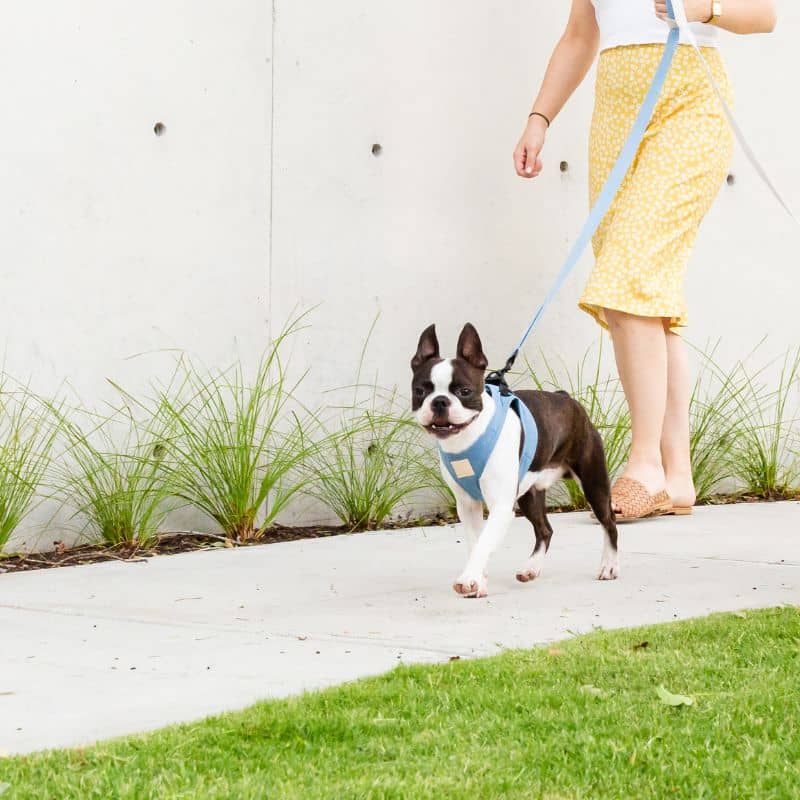 HARNAIS STEP IN POUR CHIEN - ROSE, VERT OU BLEU - Image 3