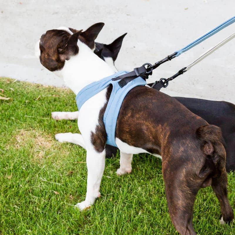 HARNAIS STEP IN POUR CHIEN - ROSE, VERT OU BLEU - Image 4