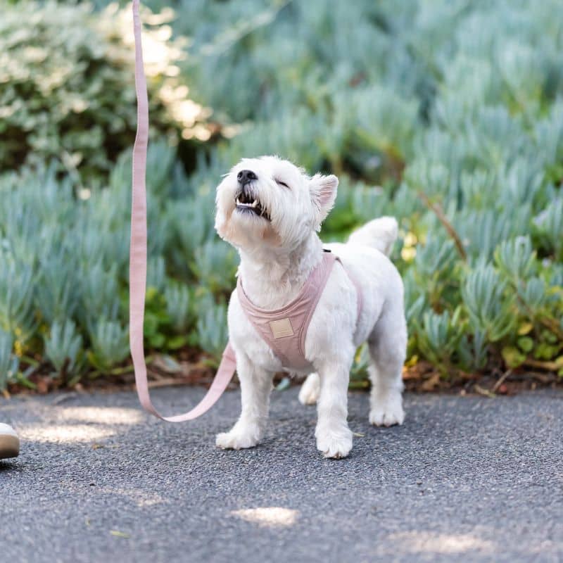 HARNAIS STEP IN POUR CHIEN - ROSE, VERT OU BLEU - Image 5