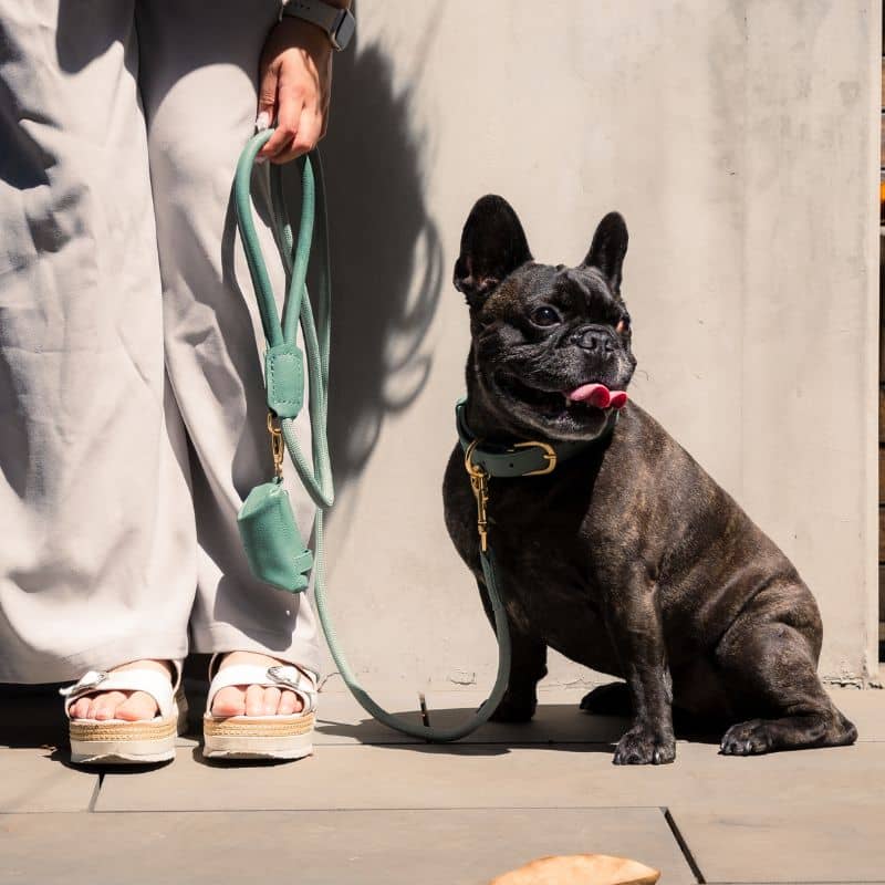 LAISSE EN CORDE POUR CHIEN - CORDE & CUIR VEGAN (DISPO EN ROSE, VERT ET BLEU) - Image 2