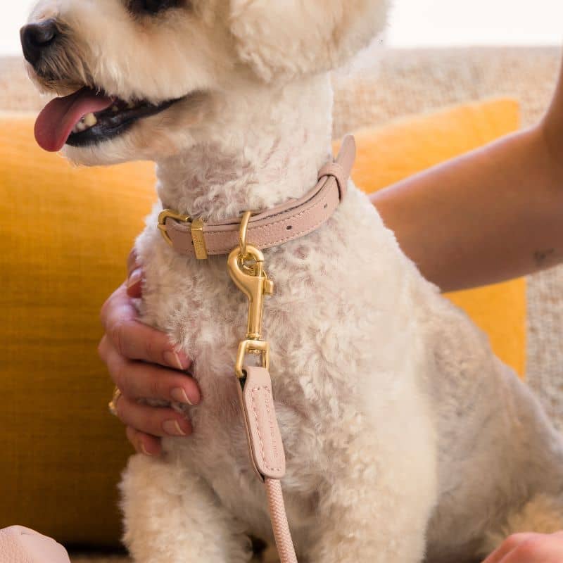 LAISSE EN CORDE POUR CHIEN - CORDE & CUIR VEGAN (DISPO EN ROSE, VERT ET BLEU) - Image 4