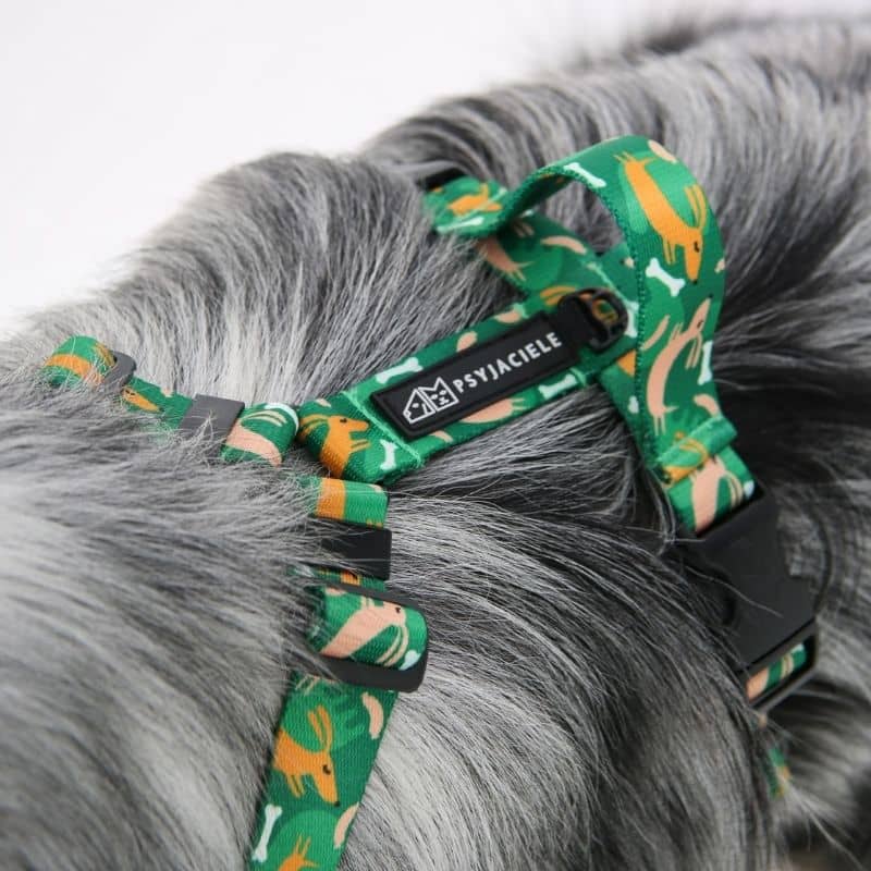 HARNAIS POUR CHIEN - CHIEN SAUCISSE - Image 3
