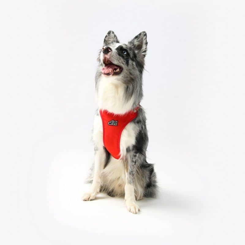HARNAIS POUR CHIEN - CHIENS SUPER-HÉROS - Image 5