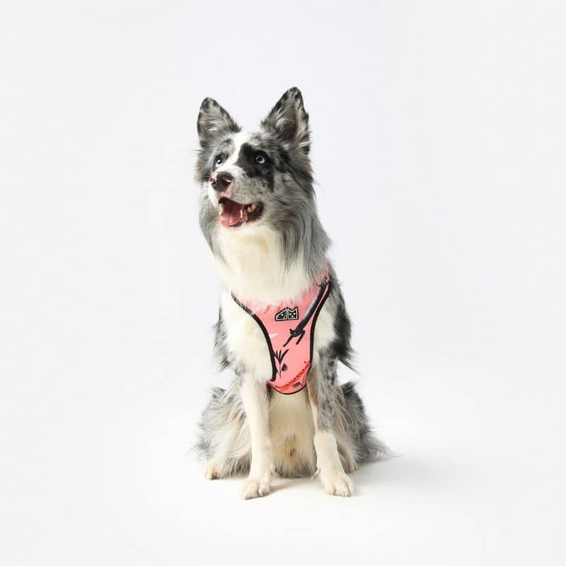 HARNAIS POUR CHIEN - PANTHÈRE ROSE - Image 4