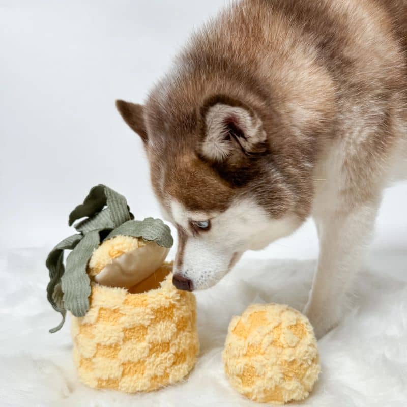 JEU D’OCCUPATION ET DE FOUILLE POUR CHIEN - ANANAS 🍍 - Image 2