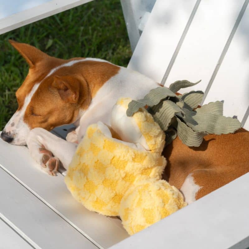 JEU D’OCCUPATION ET DE FOUILLE POUR CHIEN - ANANAS 🍍 - Image 3