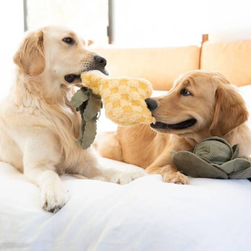 JEU D’OCCUPATION ET DE FOUILLE POUR CHIEN - ANANAS 🍍 - Image 4