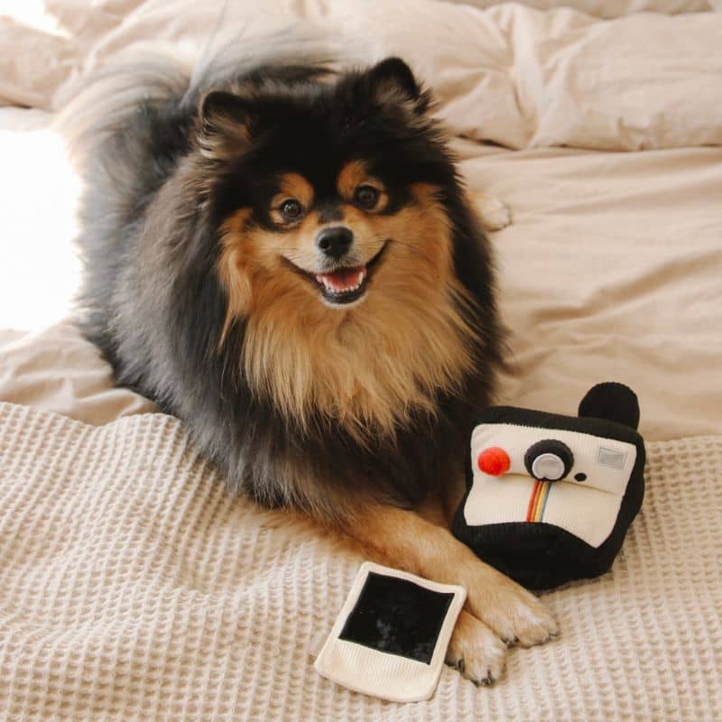 JEU DâOCCUPATION ET DE FOUILLE POUR CHIEN - APPAREIL PHOTO đ· - Image 3