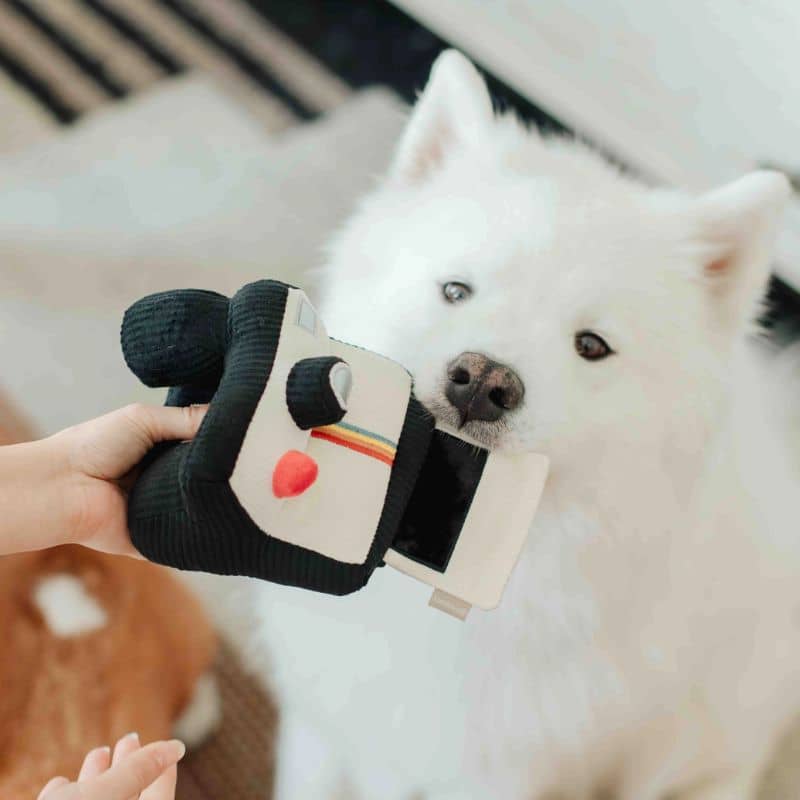 JEU DâOCCUPATION ET DE FOUILLE POUR CHIEN - APPAREIL PHOTO đ· - Image 4
