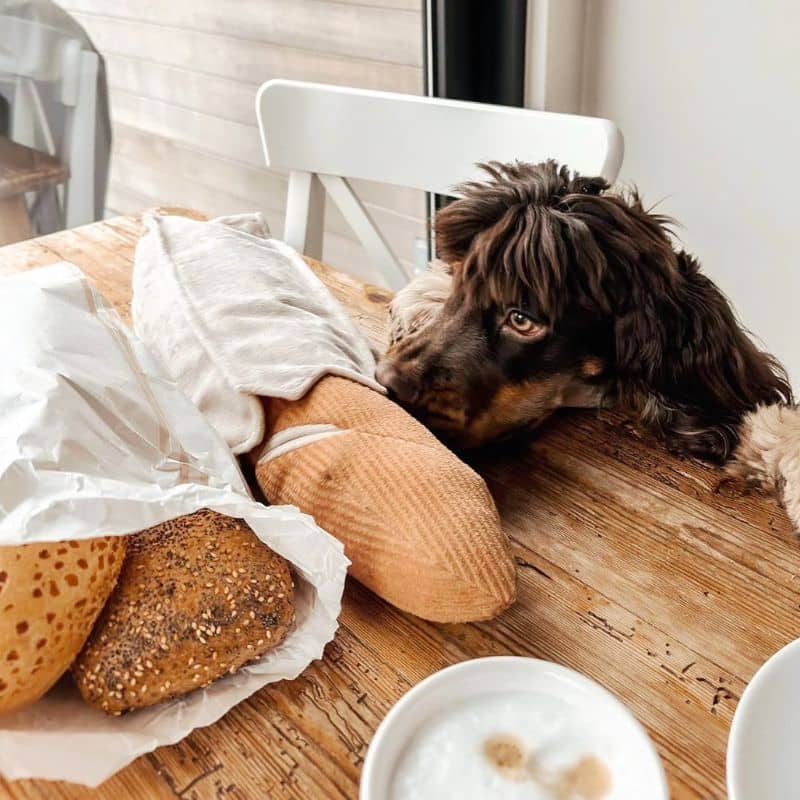 JEU D’OCCUPATION ET DE FOUILLE POUR CHIEN - BAGUETTE 🥖 - Image 4