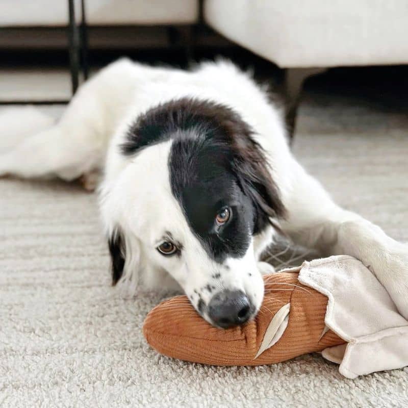 JEU D’OCCUPATION ET DE FOUILLE POUR CHIEN - BAGUETTE 🥖 - Image 9