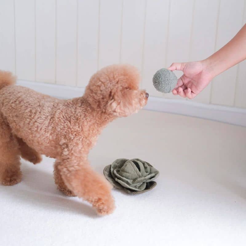 JEU D’OCCUPATION ET DE FOUILLE POUR CHIEN - BALLE "CABBAGE POP" CHOU (2 TAILLES DISPO) - Image 2
