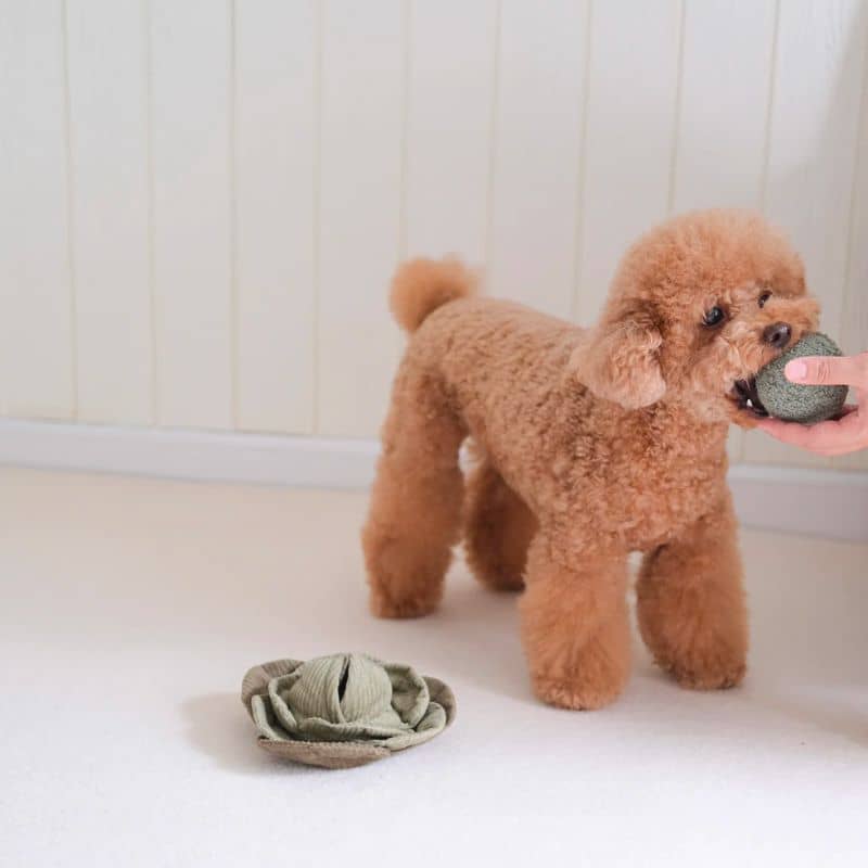 JEU D’OCCUPATION ET DE FOUILLE POUR CHIEN - BALLE "CABBAGE POP" CHOU (2 TAILLES DISPO) - Image 3