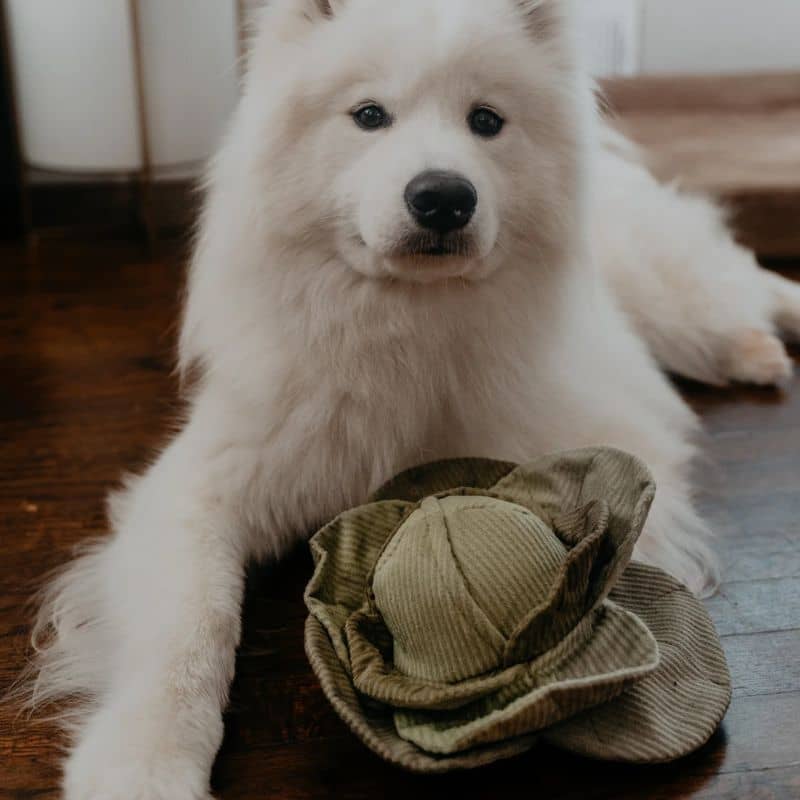 JEU D’OCCUPATION ET DE FOUILLE POUR CHIEN - BALLE "CABBAGE POP" CHOU (2 TAILLES DISPO) - Image 5