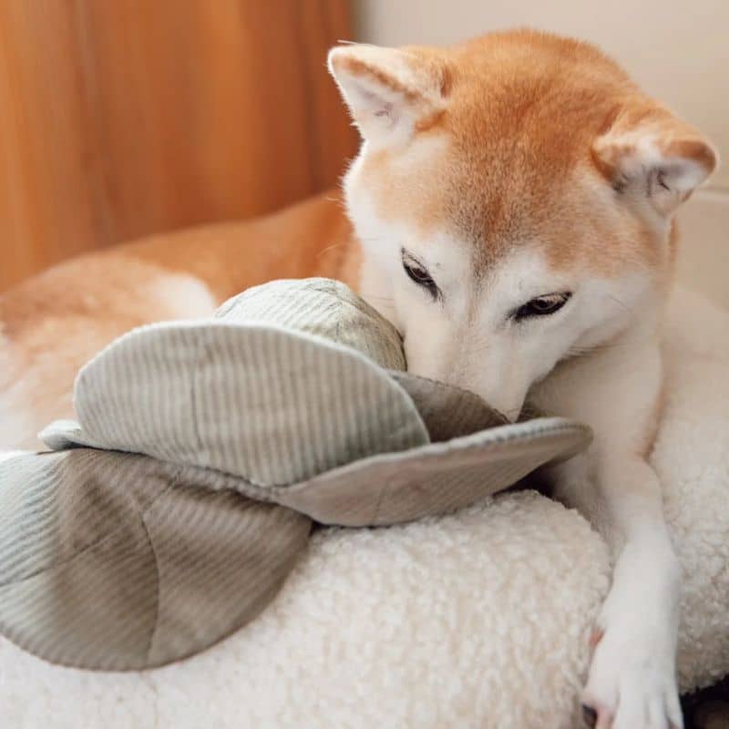 JEU D’OCCUPATION ET DE FOUILLE POUR CHIEN - BALLE "CABBAGE POP" CHOU (2 TAILLES DISPO) - Image 6