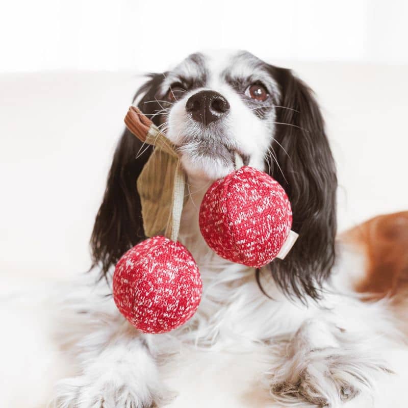 JEU DâOCCUPATION ET DE FOUILLE POUR CHIEN - BALLE CERISE "CHERRY POP" đ - Image 2