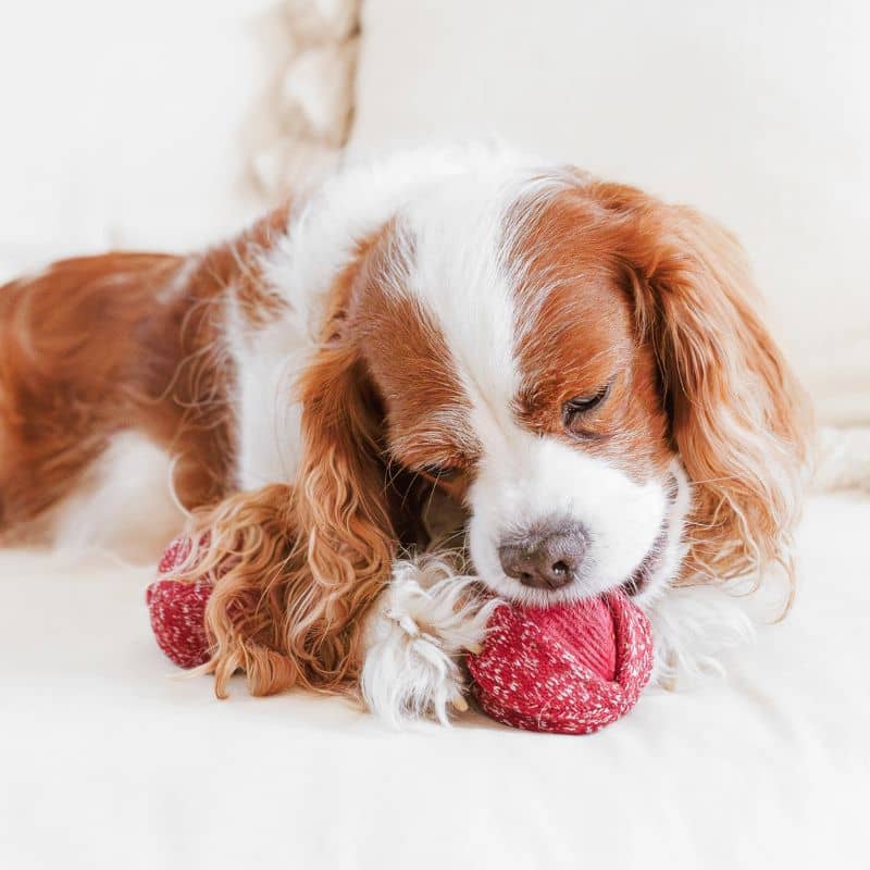 JEU DâOCCUPATION ET DE FOUILLE POUR CHIEN - BALLE CERISE "CHERRY POP" đ - Image 3