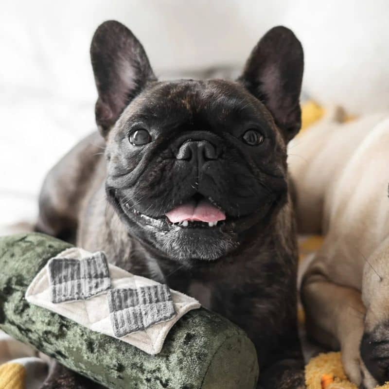 JEU DâOCCUPATION ET DE FOUILLE POUR CHIEN - BOUTEILLE DE VIN "MERLOT" đ· - Image 4