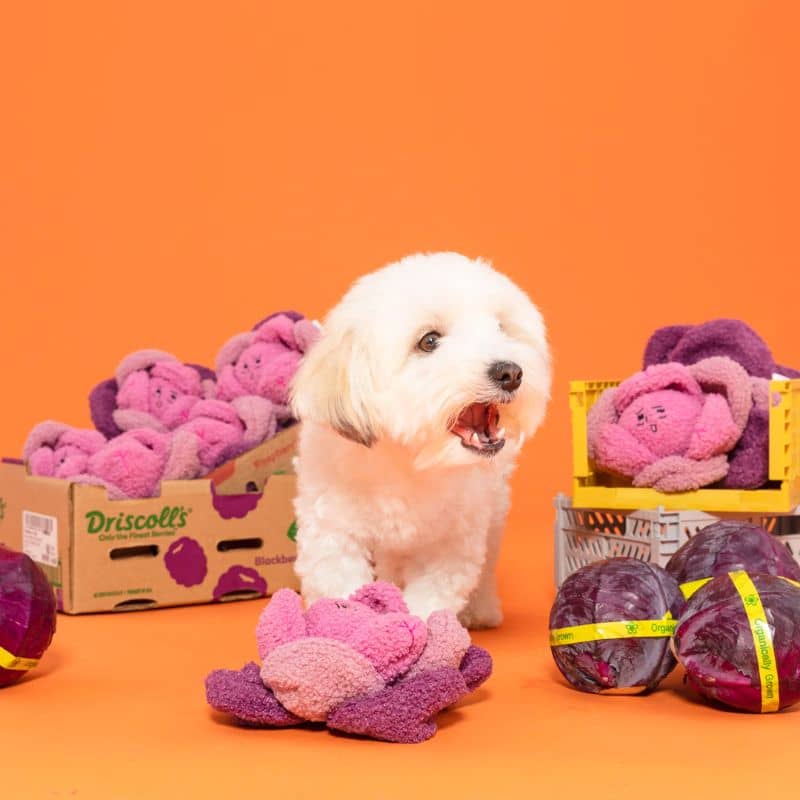JEU D’OCCUPATION ET DE FOUILLE POUR CHIEN - CHOU - Image 4