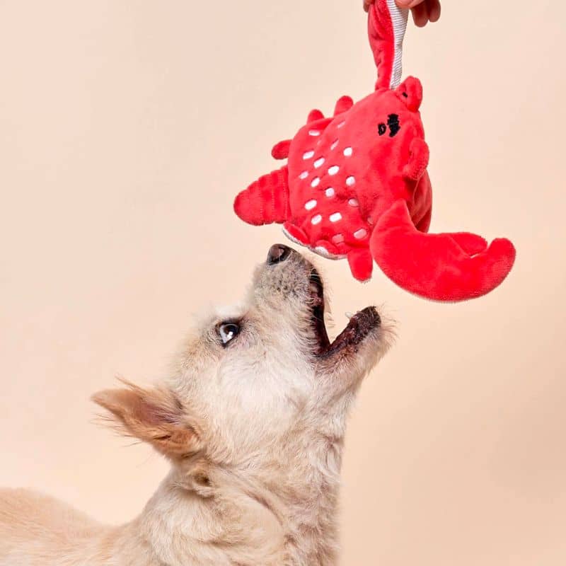 JEU D’OCCUPATION ET DE FOUILLE POUR CHIEN - CRABE 🦀 - Image 5