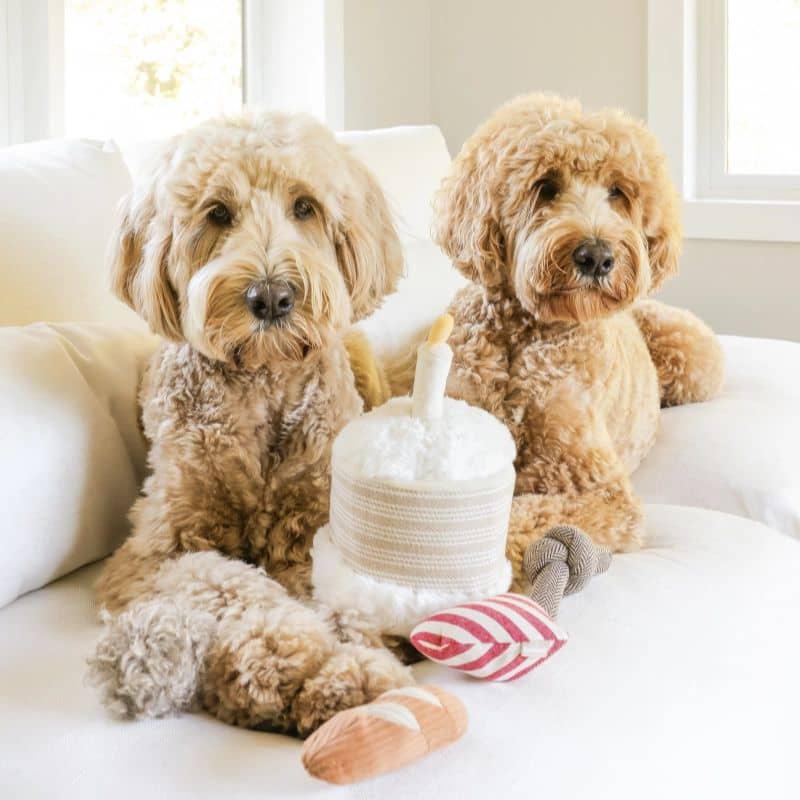 JEU D’OCCUPATION ET DE FOUILLE POUR CHIEN - GÂTEAU ANNIVERSAIRE 🎂 - Image 2