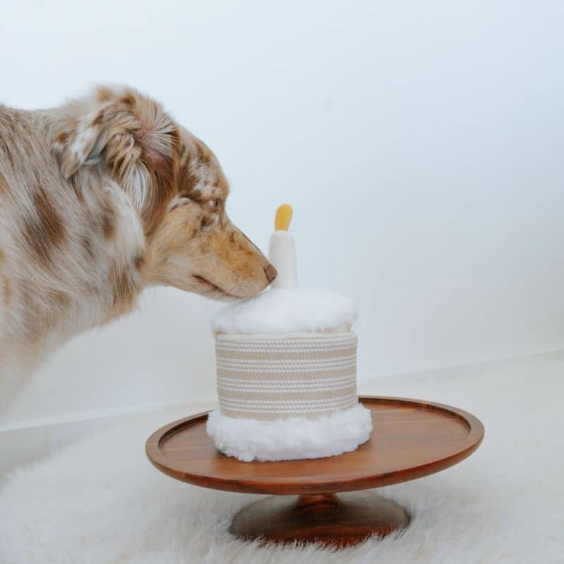 JEU D’OCCUPATION ET DE FOUILLE POUR CHIEN - GÂTEAU ANNIVERSAIRE 🎂 - Image 3