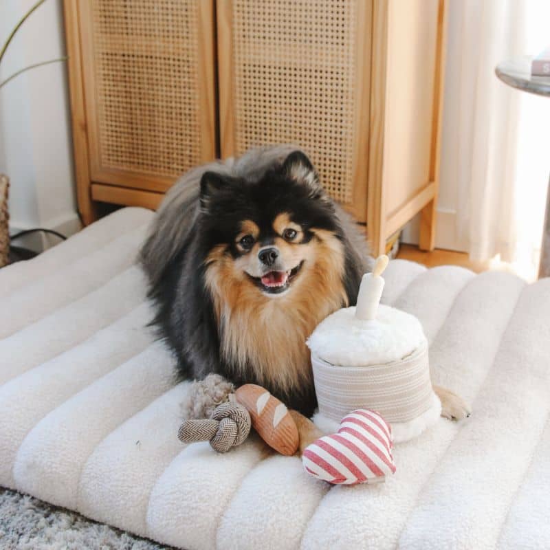 JEU D’OCCUPATION ET DE FOUILLE POUR CHIEN - GÂTEAU ANNIVERSAIRE 🎂 - Image 7