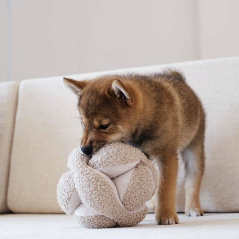 JEU D’OCCUPATION ET DE FOUILLE POUR CHIEN - "MONTI" AVOINE - Image 2