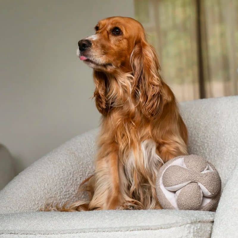 JEU D’OCCUPATION ET DE FOUILLE POUR CHIEN - "MONTI" AVOINE - Image 3