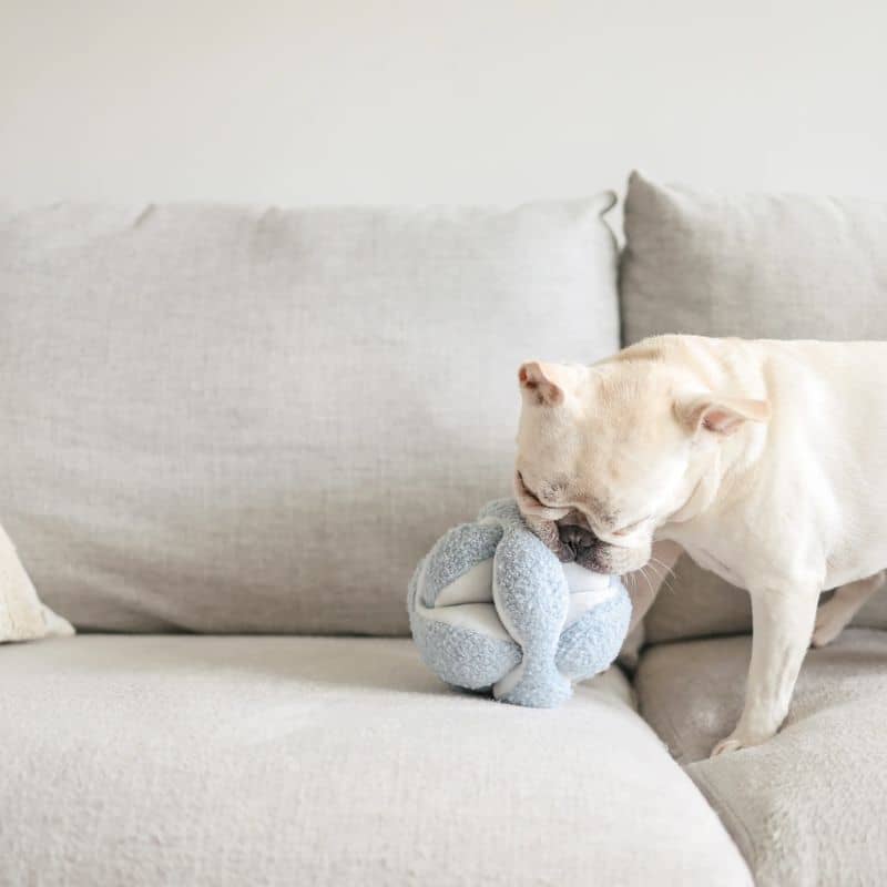 JEU D’OCCUPATION ET DE FOUILLE POUR CHIEN - "MONTI" BLEU - Image 3