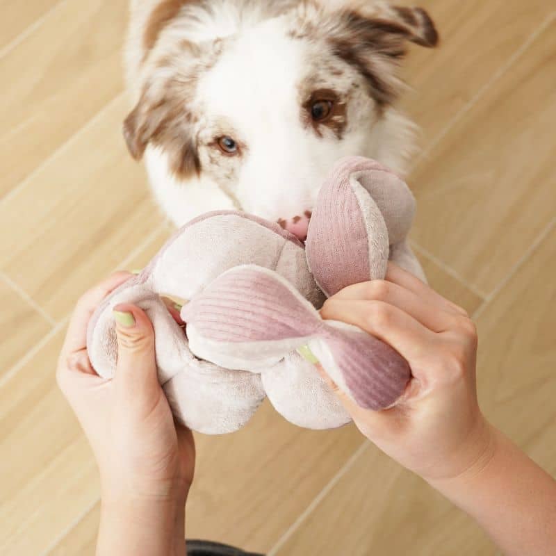JEU D’OCCUPATION ET DE FOUILLE POUR CHIEN - "MONTI" SILENCIEUX - Image 2