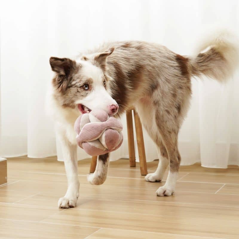 JEU D’OCCUPATION ET DE FOUILLE POUR CHIEN - "MONTI" SILENCIEUX - Image 3