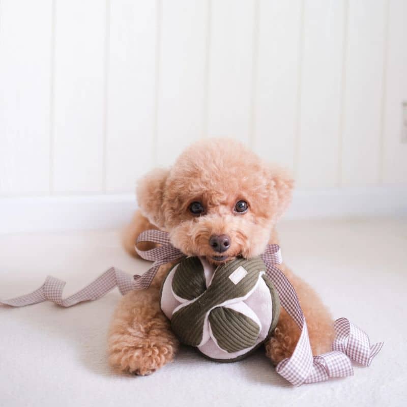 JEU D’OCCUPATION ET DE FOUILLE POUR CHIEN - "MONTI" KHAKI - Image 3