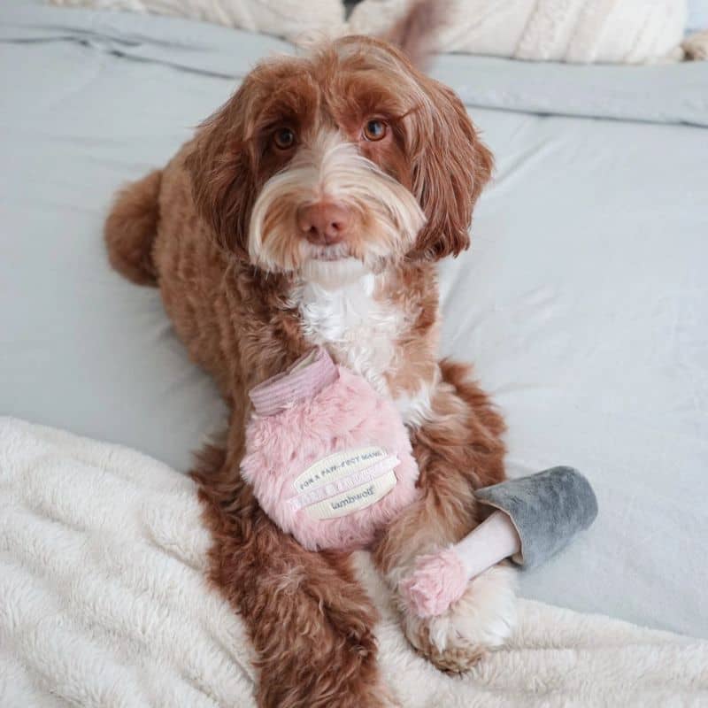 JEU D’OCCUPATION ET DE FOUILLE POUR CHIEN - VERNIS À ONGLES 💅 - Image 4