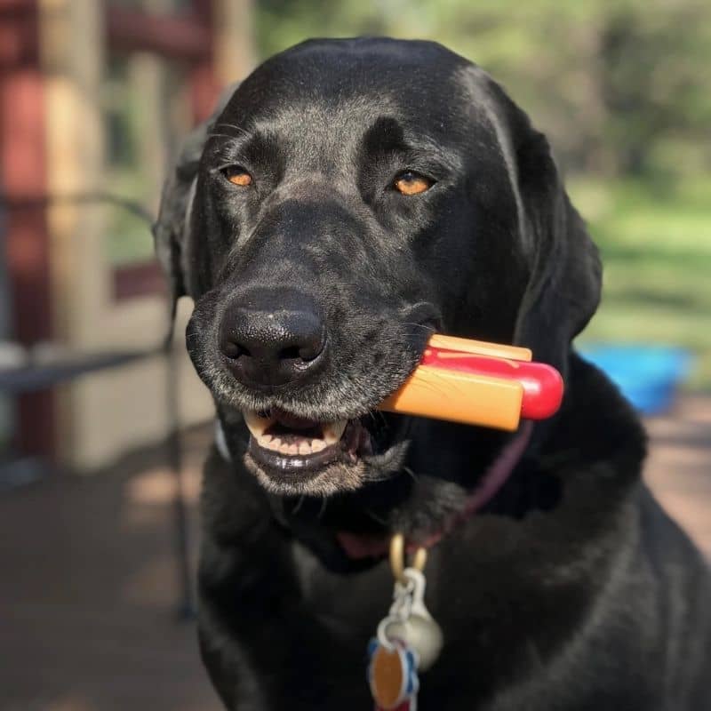 JOUET À MÂCHER POUR CHIEN - HOT DOG - Image 2