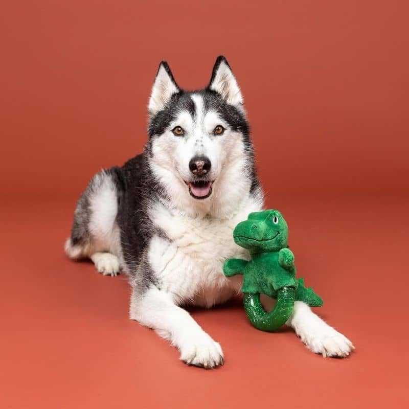 JOUET BI-MATIÈRE POUR CHIEN - DINOSAURE AVEC ANNEAU - Image 2