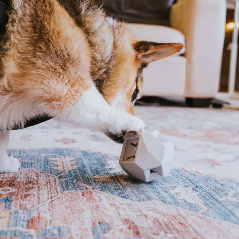 JOUET D’OCCUPATION DISTRIBUTEUR DE FRIANDISES POUR CHIEN - THE ODIN * GRIS CLAIR - Image 2
