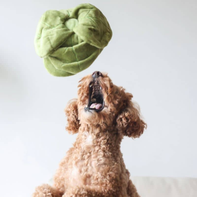 JOUET DâOCCUPATION ET DE FOUILLE POUR CHIEN - CHOU đ„Ź - Image 7