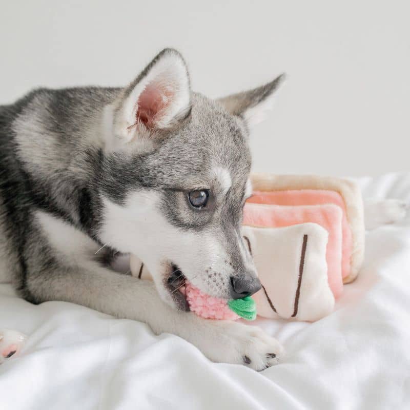 JOUET D’OCCUPATION ET DE FOUILLE POUR CHIEN - MILLE-FEUILLES FRAISE 🍰 - Image 4