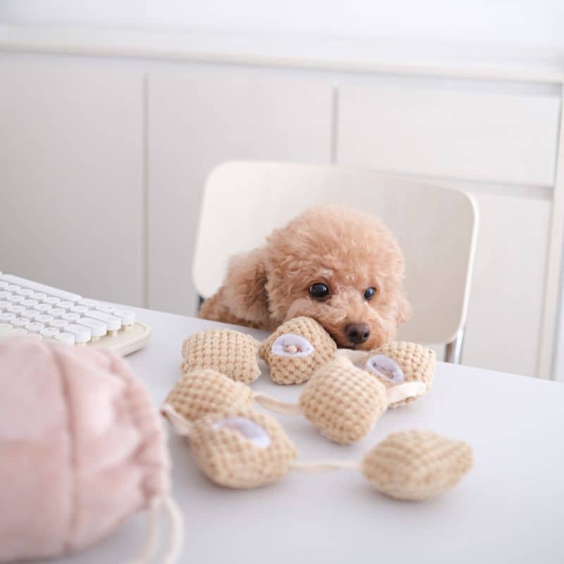 JOUET DâOCCUPATION ET DE FOUILLE POUR CHIEN - POP CORN đż - Image 8