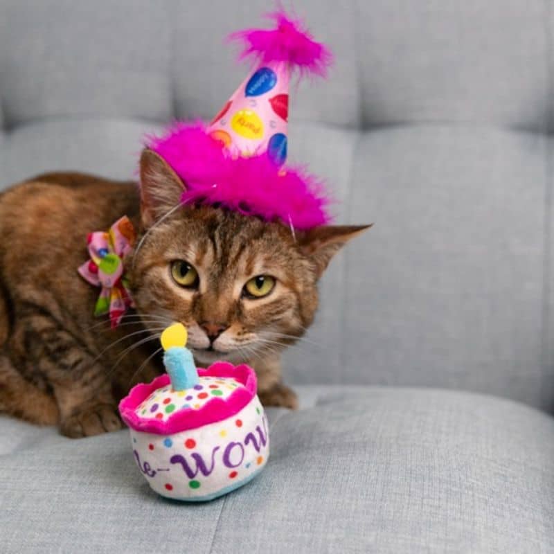 JOUET POUR CHAT À L’HERBE À CHAT - GÂTEAU ANNIVERSAIRE 🎂 - Image 3