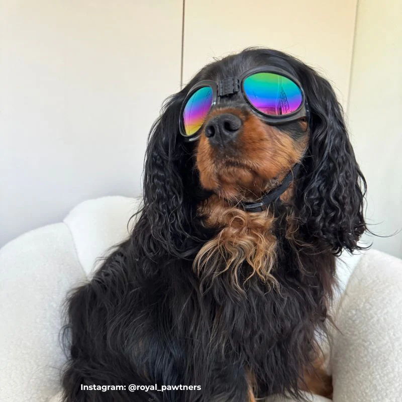LUNETTES DE SOLEIL POUR CHIEN - PROTECTION YEUX - Image 2