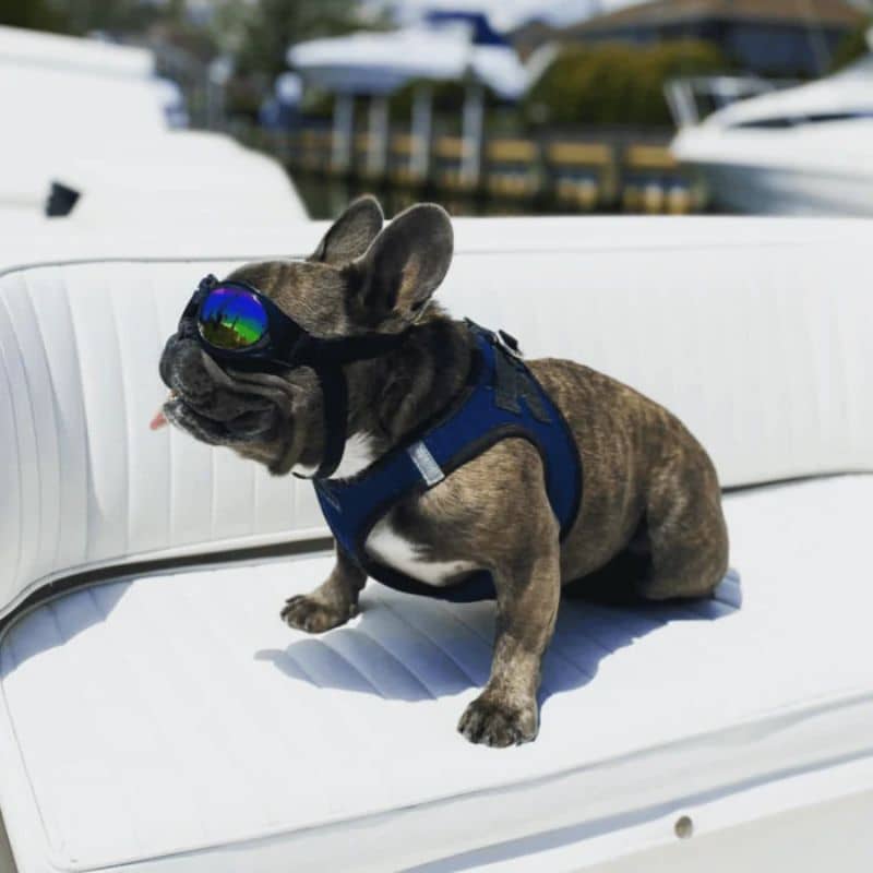 LUNETTES DE SOLEIL POUR CHIEN - PROTECTION YEUX - Image 3