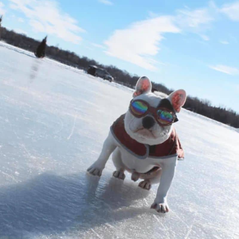 LUNETTES DE SOLEIL POUR CHIEN - PROTECTION YEUX - Image 4