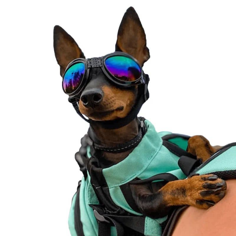 LUNETTES DE SOLEIL POUR CHIEN - PROTECTION YEUX - Image 6