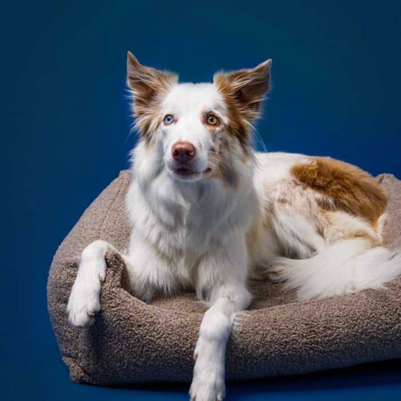 LIT DÉHOUSSABLE POUR CHIEN TEDDY EN BOUCLETTE - TAUPE - Image 3