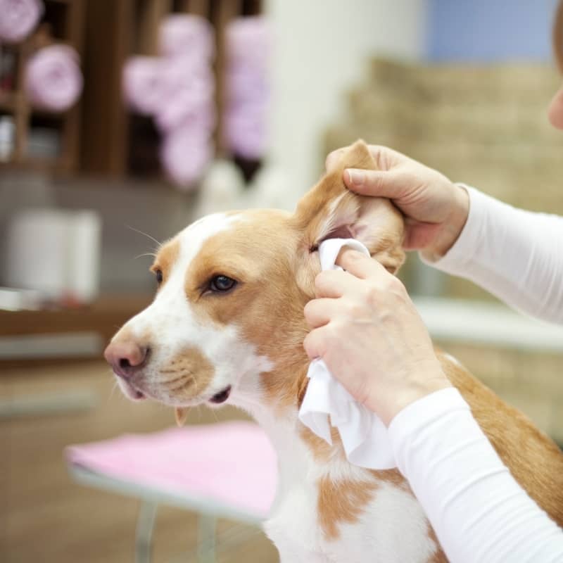 LOTION NETTOYANTE POUR LES OREILLES CLEAN EAR - POUR CHIEN - Image 2