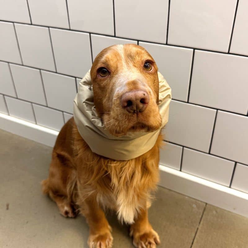 SNOOD HIVER WATERPROOF ET FOURRÉ POUR CHIEN - BEIGE ET VERT - Image 5