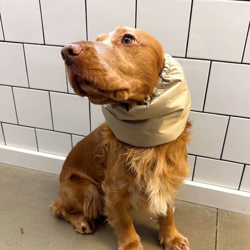 SNOOD HIVER WATERPROOF ET FOURRÉ POUR CHIEN - BEIGE ET VERT - Image 6